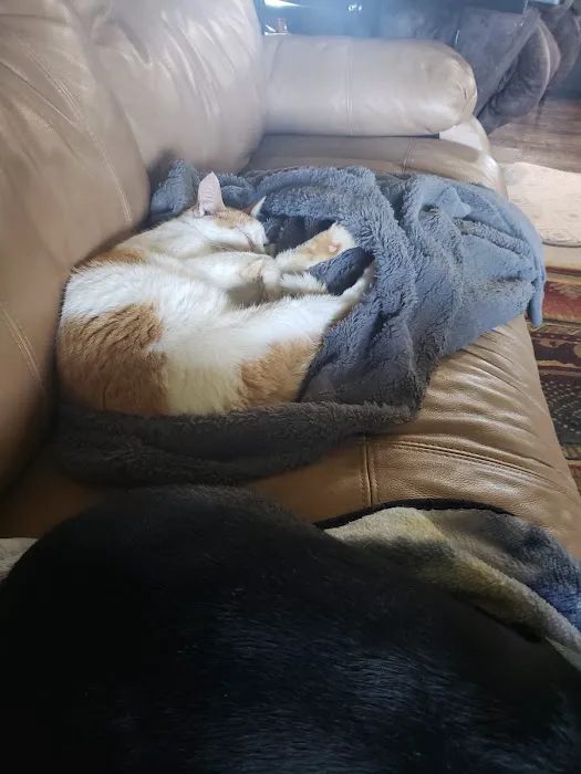 Williamsburg Small Animal Hospital Picture 2