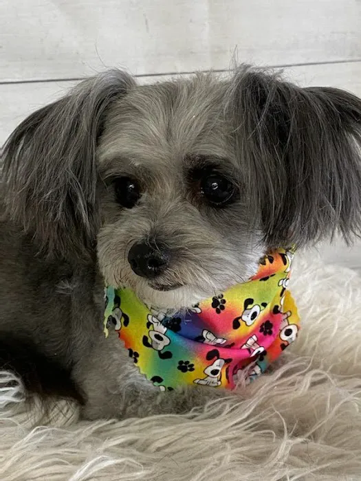 Williamsburg Small Animal Hospital Picture 4