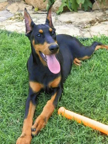 Williamsburg Small Animal Hospital Picture 10