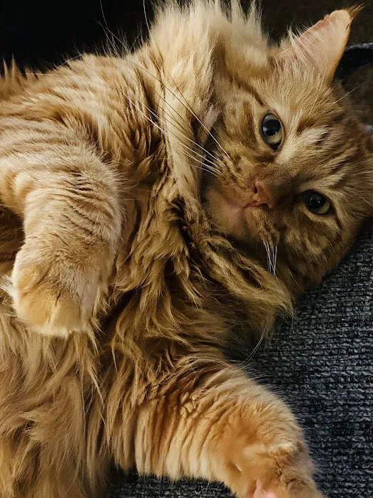 Williamsburg Small Animal Hospital Picture 9