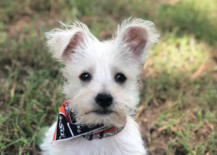 Williamsburg Small Animal Hospital Picture 7