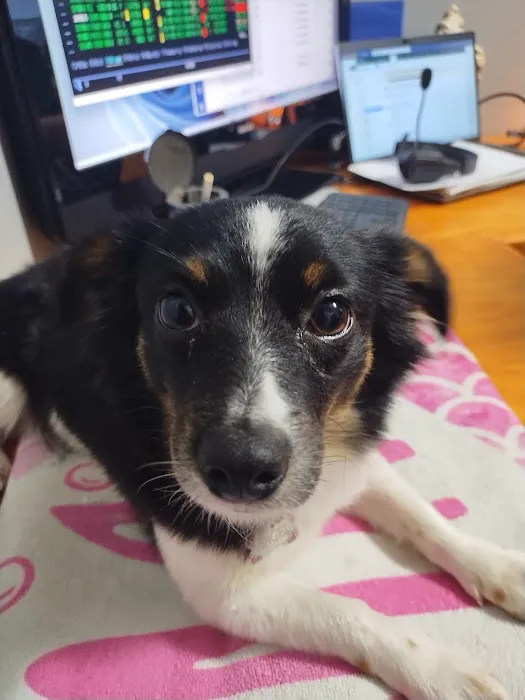 Doav Animal low Cost Spay and neuter Picture 1