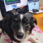 Doav Animal low Cost Spay and neuter