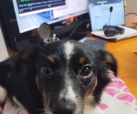 Doav Animal low Cost Spay and neuter