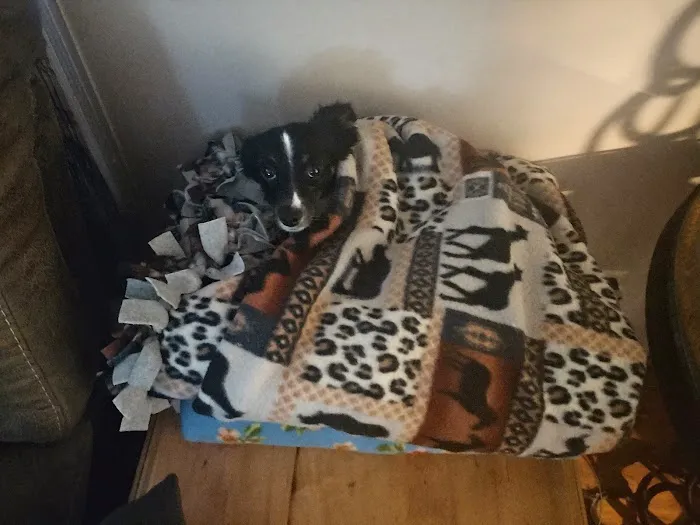 Doav Animal low Cost Spay and neuter Picture 2