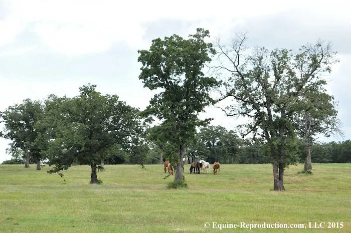 Equine-Reproduction.com LLC Picture 3