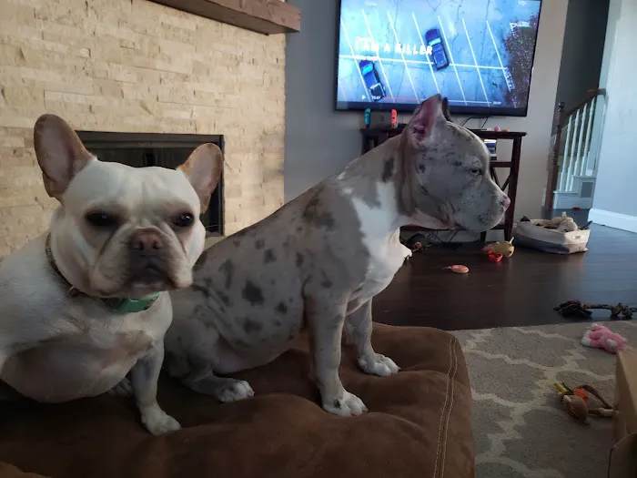 Green's Veterinary Clinic Picture 3