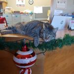 Green's Veterinary Clinic