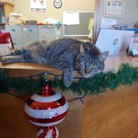 Green's Veterinary Clinic ico