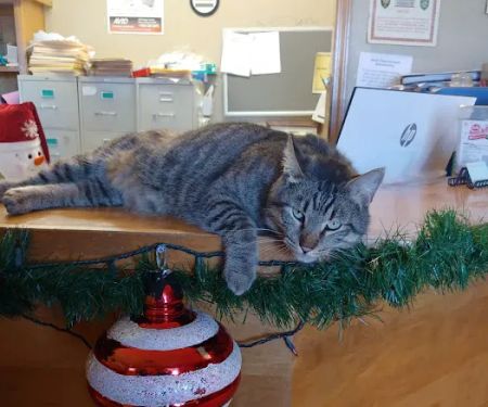 Green's Veterinary Clinic