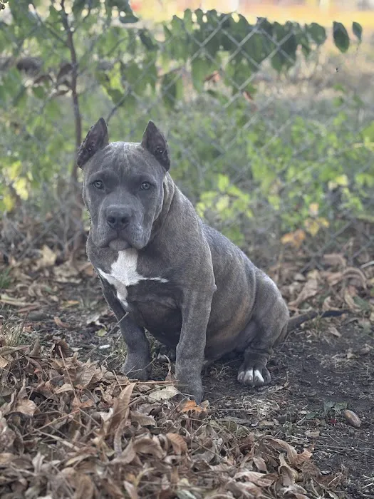 Green's Veterinary Clinic Picture 4