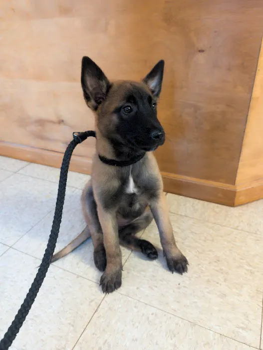 Green's Veterinary Clinic Picture 7