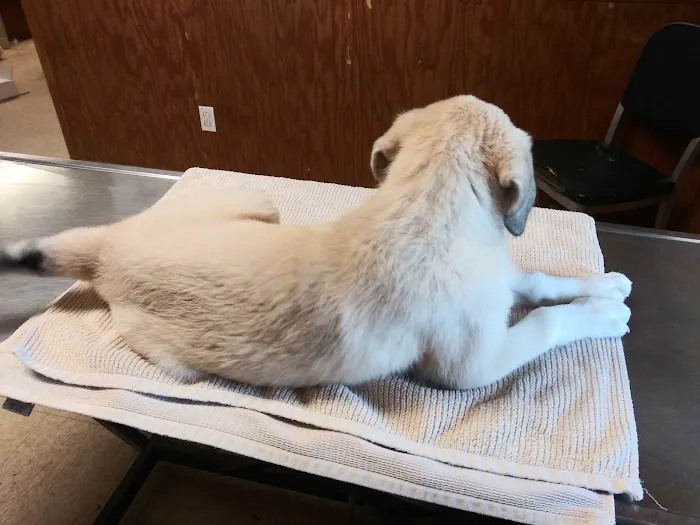 Green's Veterinary Clinic Picture 5