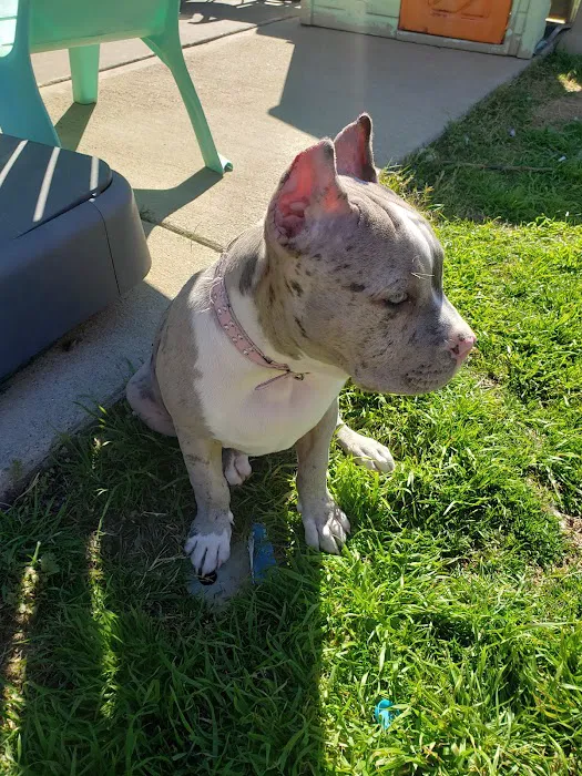 Green's Veterinary Clinic Picture 9