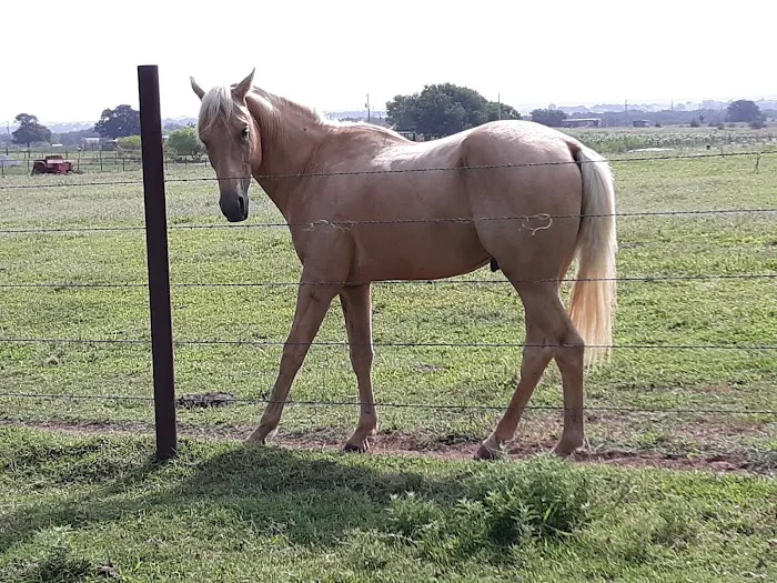 Grassland Veterinary Services Picture 3