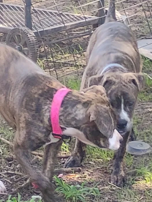 Grassland Veterinary Services Picture 1