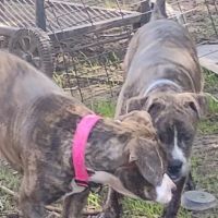 Grassland Veterinary Services ico