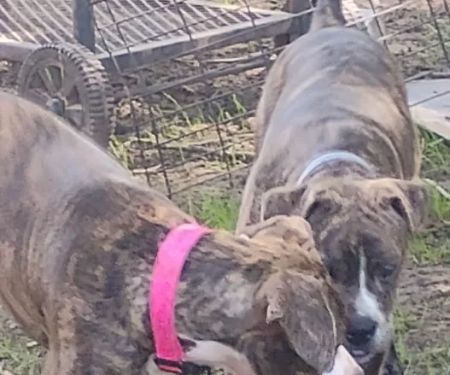 Grassland Veterinary Services