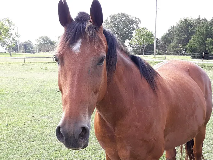 Grassland Veterinary Services Picture 6