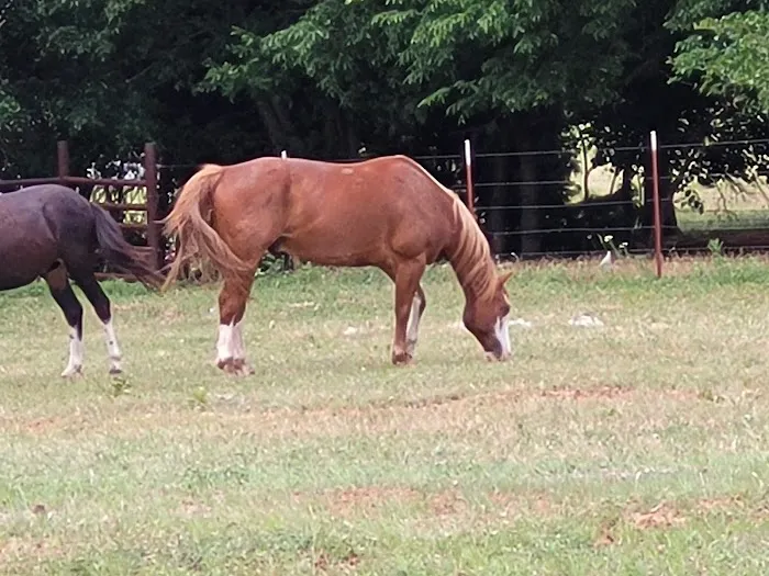 Grassland Veterinary Services Picture 7