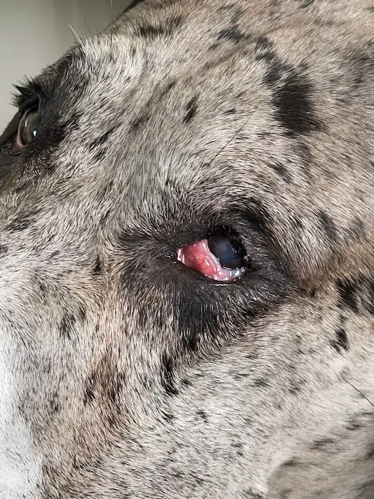 Grassland Veterinary Services Picture 9