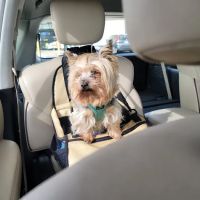 Lindsay Veterinary Hospital ico