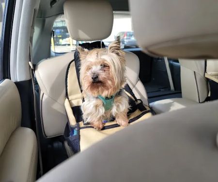 Lindsay Veterinary Hospital