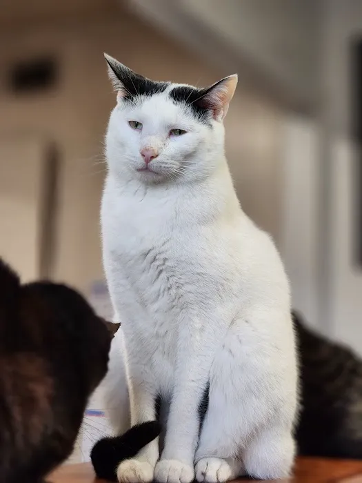 Lindsay Veterinary Hospital Picture 7