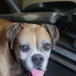 Garvin County Veterinary Hospital