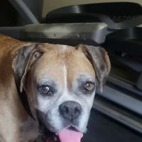 Garvin County Veterinary Hospital ico