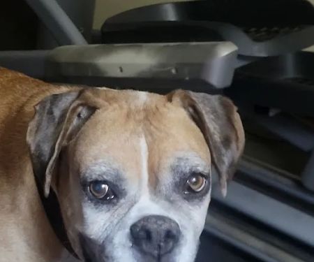 Garvin County Veterinary Hospital