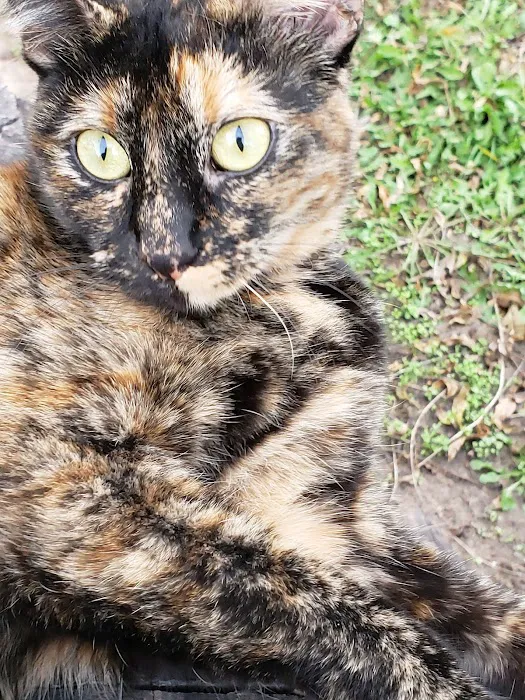 Pioneer Vet Clinic and Resort Picture 1