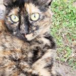 Pioneer Vet Clinic and Resort