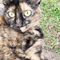 Pioneer Vet Clinic and Resort ico