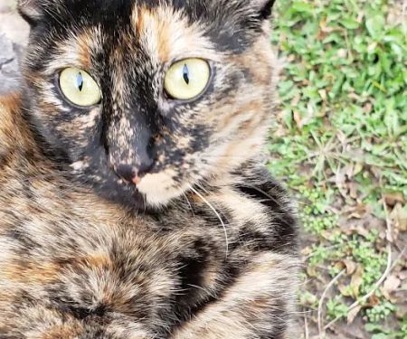 Pioneer Vet Clinic and Resort