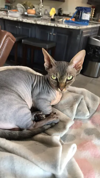 Pioneer Vet Clinic and Resort Picture 4