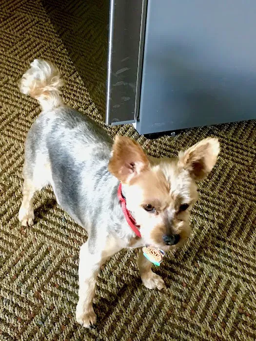 Pioneer Vet Clinic and Resort Picture 6