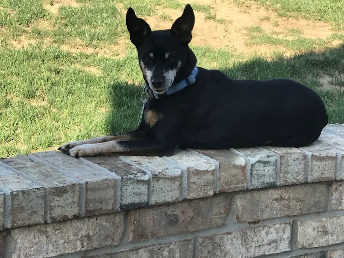 Pioneer Vet Clinic and Resort Picture 5