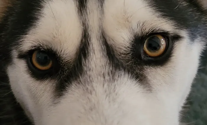 Pioneer Vet Clinic and Resort Picture 3