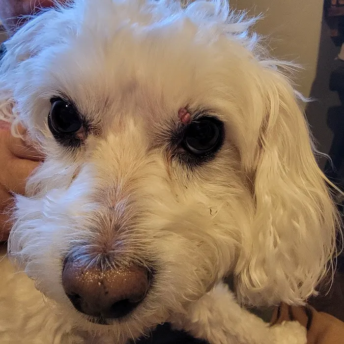 Pioneer Vet Clinic and Resort Picture 10