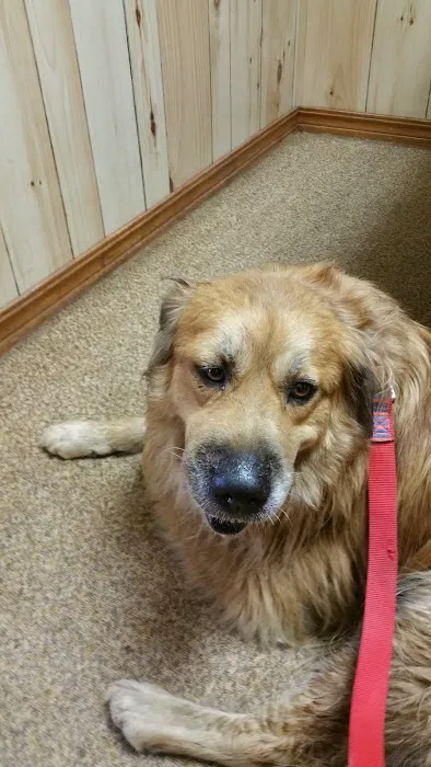 Pioneer Vet Clinic and Resort Picture 8