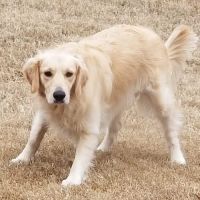 Kinkaid Veterinary Hospital ico