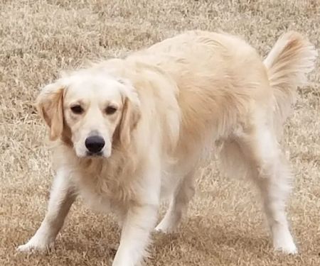 Kinkaid Veterinary Hospital