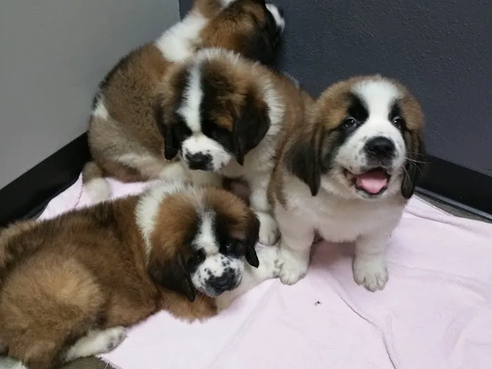 Kinkaid Veterinary Hospital Picture 4