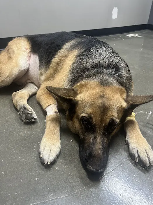 Kinkaid Veterinary Hospital Picture 9