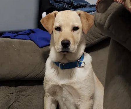 Ponca Animal Hospital