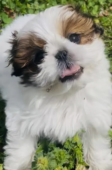 Ponca Animal Hospital / Dr. Lisa D Good Picture 1