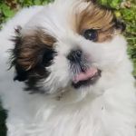 Ponca Animal Hospital / Dr. Lisa D Good