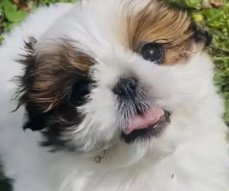 Ponca Animal Hospital / Dr. Lisa D Good