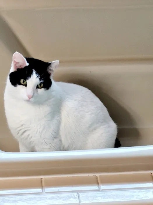 Westside Animal Clinic Picture 2